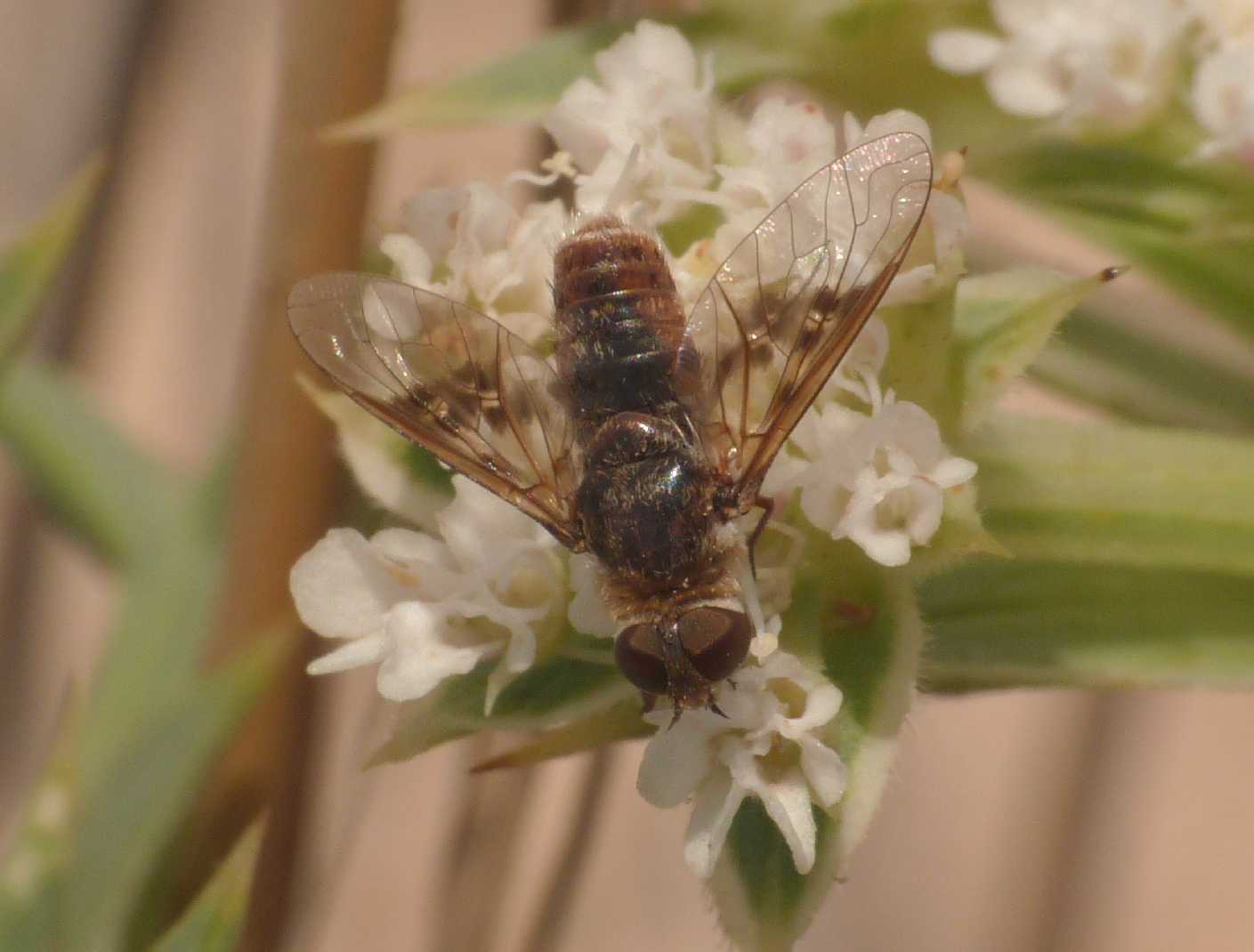 Bombiliidae minuscolo